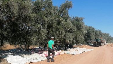 الإنتاج المضاعف للزيتون يقلّل الكربون .. والري بالتنقيط يزيد الربح