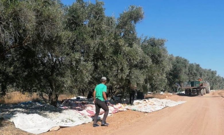 الإنتاج المضاعف للزيتون يقلّل الكربون .. والري بالتنقيط يزيد الربح الإنتاج المضاعف للزيتون يقلّل الكربون .. والري بالتنقيط يزيد الربح