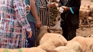 الفلاحون الصغار يطالبون بالدعم المالي المباشر لتعويض