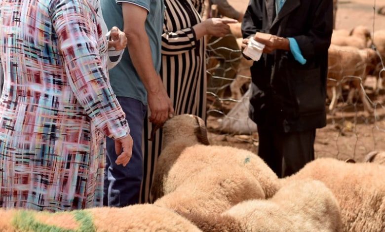 الفلاحون الصغار يطالبون بالدعم المالي المباشر لتعويض "خسائر الأضاحي" الفلاحون الصغار يطالبون بالدعم المالي المباشر لتعويض