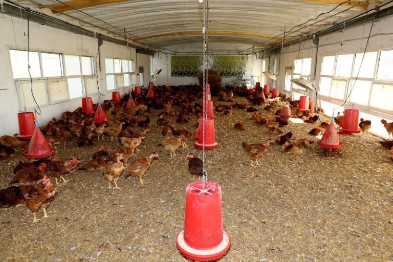 تجربة جديدة لتربية الدواجن بالمغرب