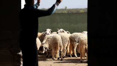 مربو الماشية يشتكون الإفلاس مع قرب العيد.. ومطالب بفتح باب التصدير