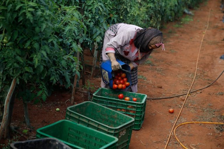 منتجون: إيقاف الدعم يهدد الطماطم