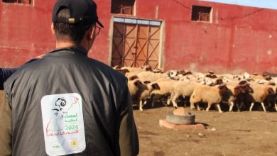 منطق السوق ونتيجة الإحصاء يثيران الجدل حول تراجع الأغنام بالمغرب