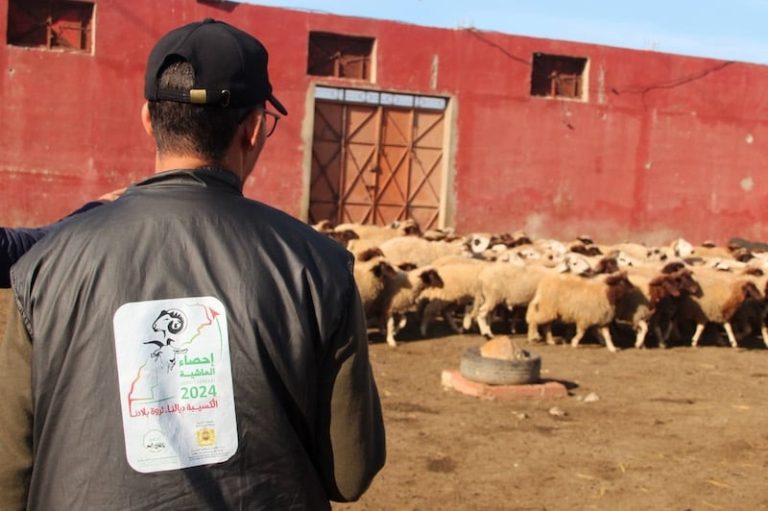 منطق السوق ونتيجة الإحصاء يثيران الجدل حول تراجع الأغنام بالمغرب