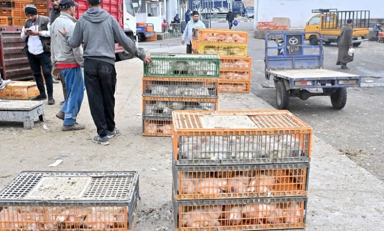 مهنيون يطمئنون المغاربة: كيلوغرام الدجاج لن يتجاوز 20 درهما بالصيف مهنيون يطمئنون المغاربة: كيلوغرام الدجاج لن يتجاوز 20 درهما بالصيف