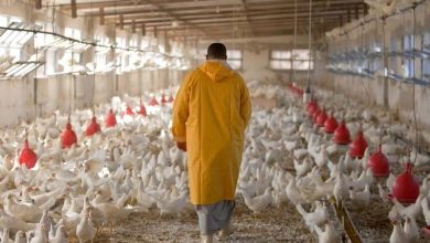 الحرارة وندرة المياه في الصيف تؤجج مخاوف مربي الدواجن بالمغرب