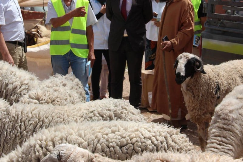 المغرب يطلق عملية إحصاء الماشية