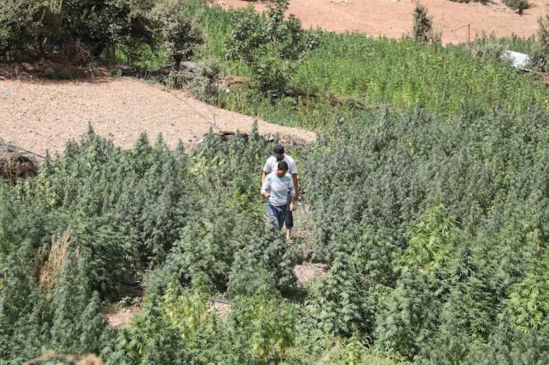 الوكالة الوطنية لتقنين القنب الهندي تسحب تراخيص المخلين بالالتزامات