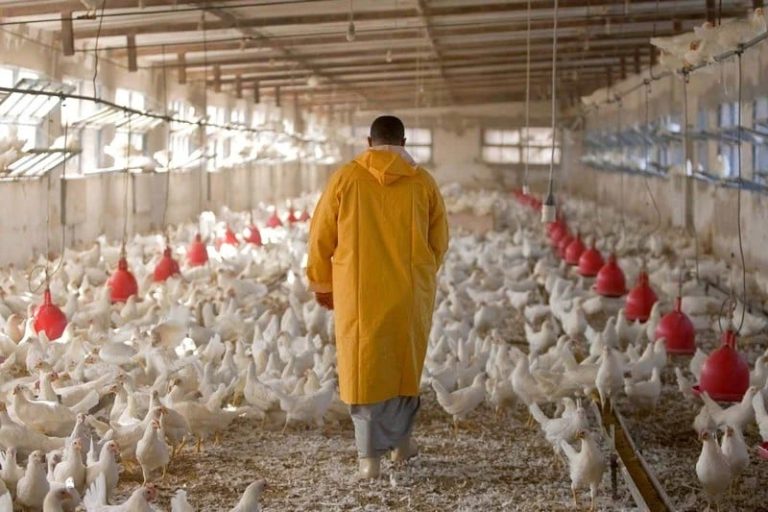 الحرارة وندرة المياه في الصيف تؤجج مخاوف مربي الدواجن بالمغرب