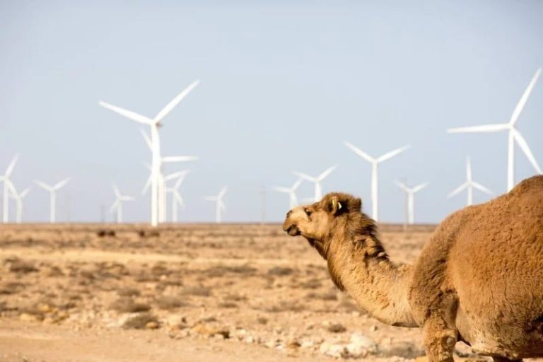 المغرب يراهن على ذراع جديدة في النجاعة الطاقية والتمويل الأخضر