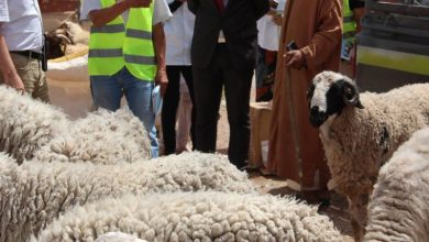 المغرب يطلق عملية إحصاء الماشية