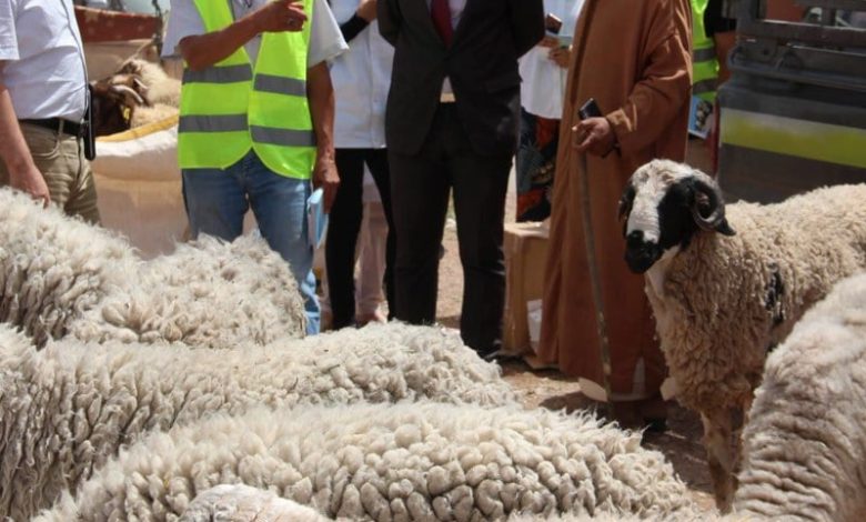 المغرب يطلق عملية إحصاء الماشية المغرب يطلق عملية إحصاء الماشية