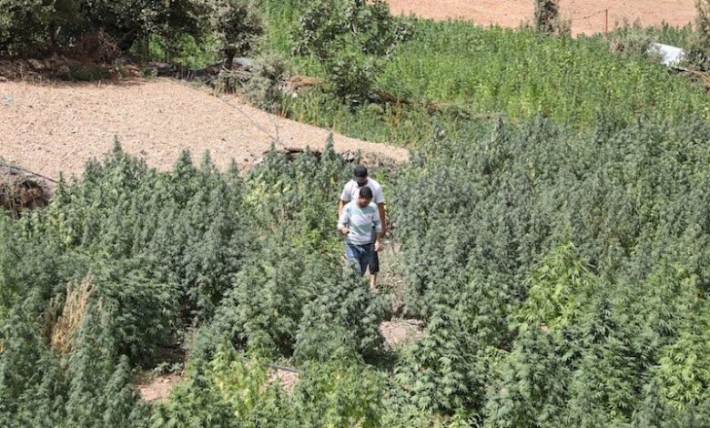 الوكالة الوطنية لتقنين القنب الهندي تسحب تراخيص المخلين بالالتزامات الوكالة الوطنية لتقنين القنب الهندي تسحب تراخيص المخلين بالالتزامات