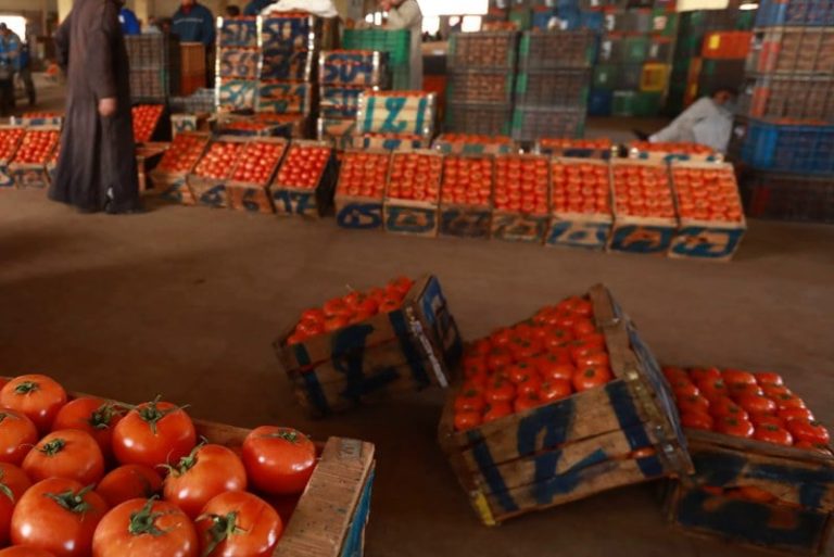 طماطم المغرب تحت ضغط أوروبي .. قانون مرتقب يهدد شروط التصدير
