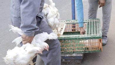 عودة الدواجن البرازيلية إلى الأسواق المغربية بعد زوال المخاطر الصحية