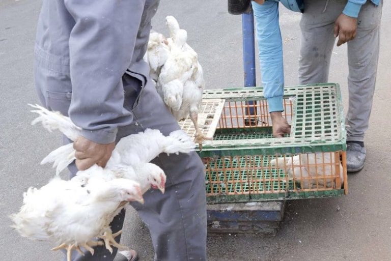 عودة الدواجن البرازيلية إلى الأسواق المغربية بعد زوال المخاطر الصحية