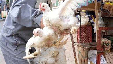 غياب النحر في عيد الأضحى يرفع الإقبال على الدجاج ويغذي المضاربة