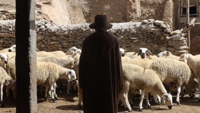 فكرات يفصل في دعم مربي الماشية