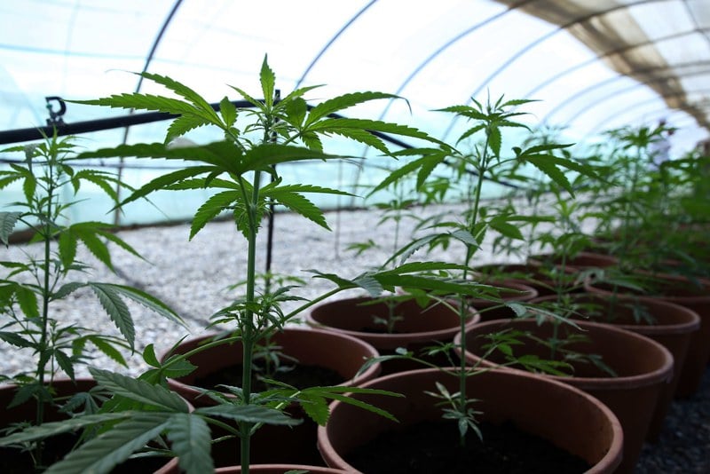 لأول مرة.. المغرب يُصدر نبتة القنب الهندي الطبي