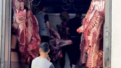 مغاربة وبرازيليون يبحثون تعزيز التعاون في استيراد الماشية واللحوم