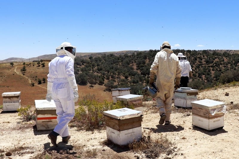 مربو النحل يواجهون الصيف بالترحال .. والعسل المغشوش يهدد الجودة