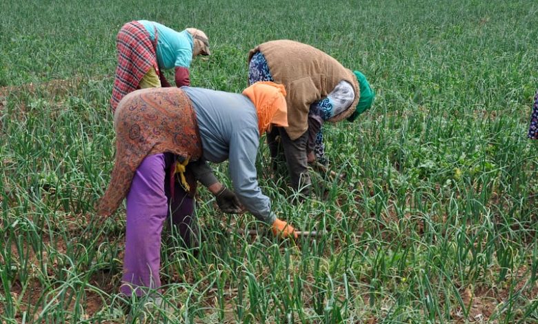 البنك الإفريقي يدعم الفلاحة التضامنية