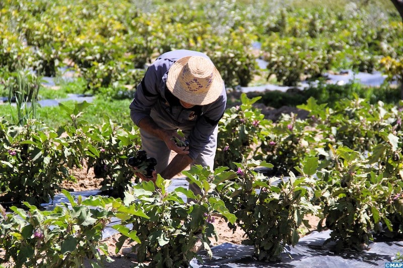 الحرّ الشديد يفتك بمحاصيل زراعية .. وفلاحون مغاربة يدقون ناقوس الخطر