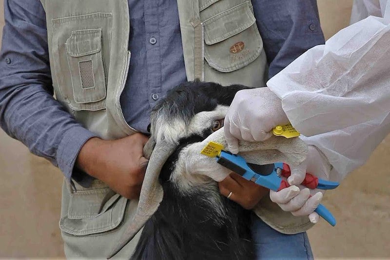 الحكومة تؤكد العناية بتربية الماشية الحكومة تؤكد العناية بتربية الماشية