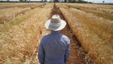 الصندوق الغذائي الإفريقي .. مبادرة مغربية واعدة تحتاج التوضيح قبل التفعيل
