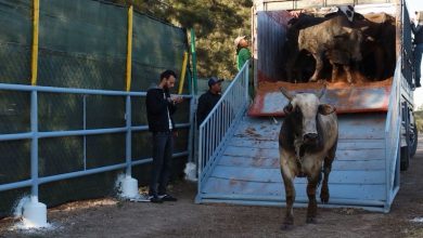 المغرب يعتزم استيراد أزيد من 30 ألف عجل .. والأسعار الأوروبية تخلط الأوراق