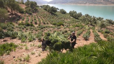 الموسم الفلاحي الجديد يشهد توسيع زراعة القنب الهندي القانوني بالمغرب