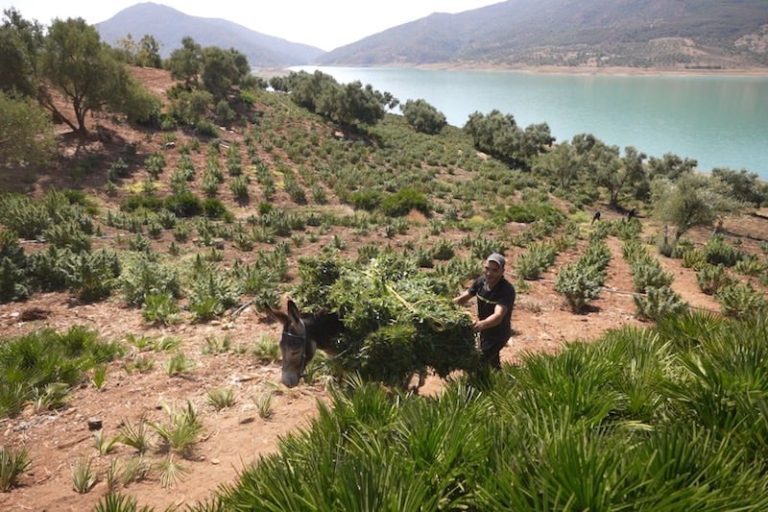 الموسم الفلاحي الجديد يشهد توسيع زراعة القنب الهندي القانوني بالمغرب