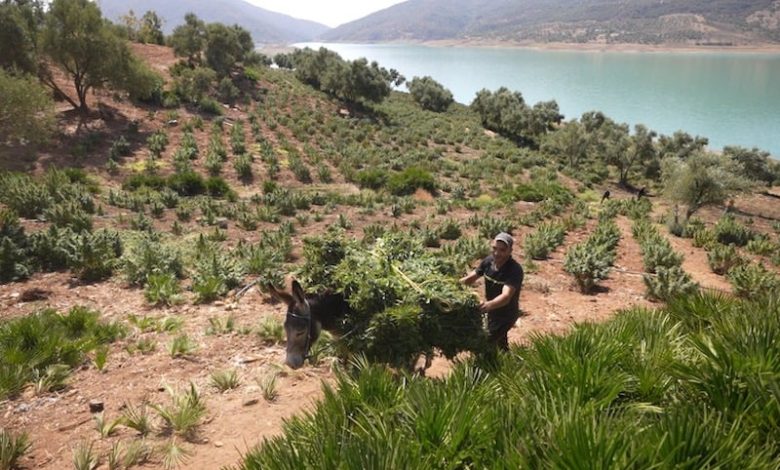 الموسم الفلاحي الجديد يشهد توسيع زراعة القنب الهندي القانوني بالمغرب