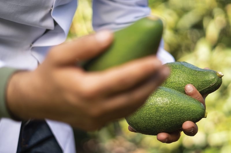 صادرات الأفوكادو المغربي تطرق أبواب أمريكا الشمالية عبر السوق الكندية صادرات الأفوكادو المغربي تطرق أبواب أمريكا الشمالية عبر السوق الكندية