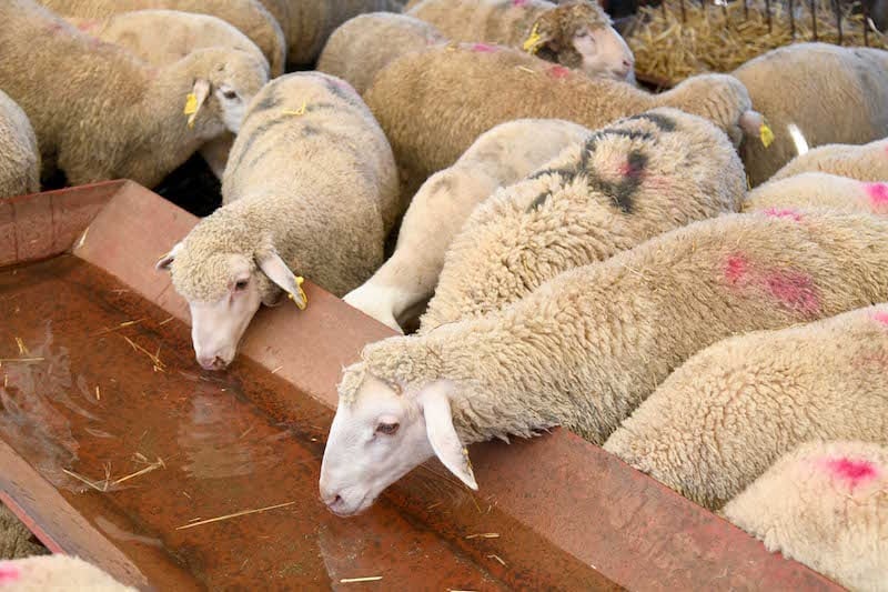 قرار منع نحر إناث الماشية على المحك .. و"الكساب" يدق ناقوس الخطر قرار منع نحر إناث الماشية على المحك .. و