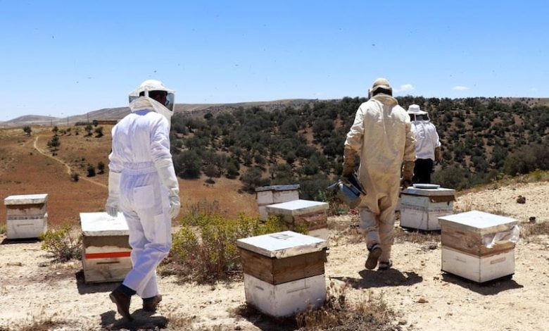 مربو النحل يواجهون الصيف بالترحال .. والعسل المغشوش يهدد الجودة مربو النحل يواجهون الصيف بالترحال .. والعسل المغشوش يهدد الجودة