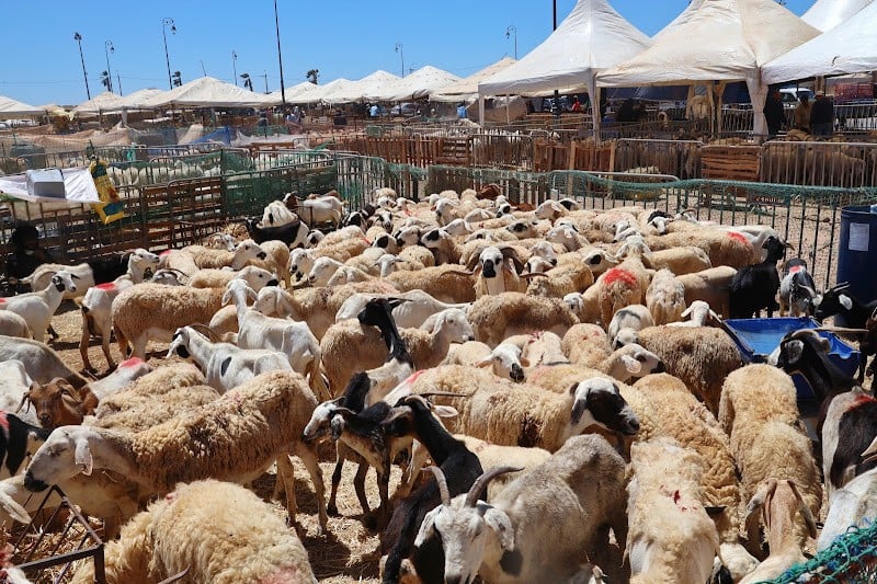 مهنيون: أرقام القطيع الوطني تضمن شعيرة النحر في عيد الأضحى المقبل
