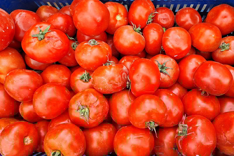 إسبانيا تزيد واردات الطماطم المغربية