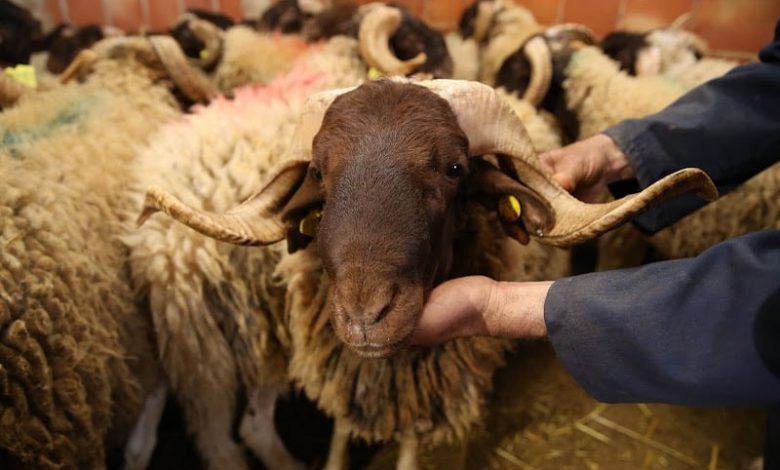 إطار مهني جديد يطالب برد الاعتبار للماشية و تثبيت دور "الكسابة المغاربة" إطار مهني جديد يطالب برد الاعتبار للماشية و تثبيت دور