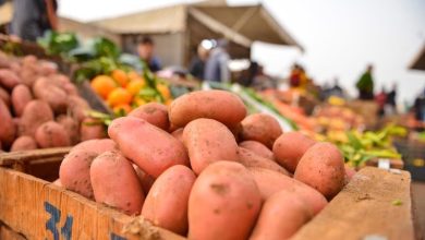 تراجع المساحات المزروعة وجشع الوسطاء يرفعان أسعار البطاطس في المغرب