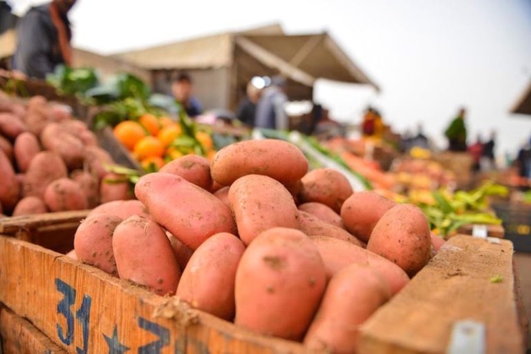 تراجع المساحات المزروعة وجشع الوسطاء يرفعان أسعار البطاطس في المغرب