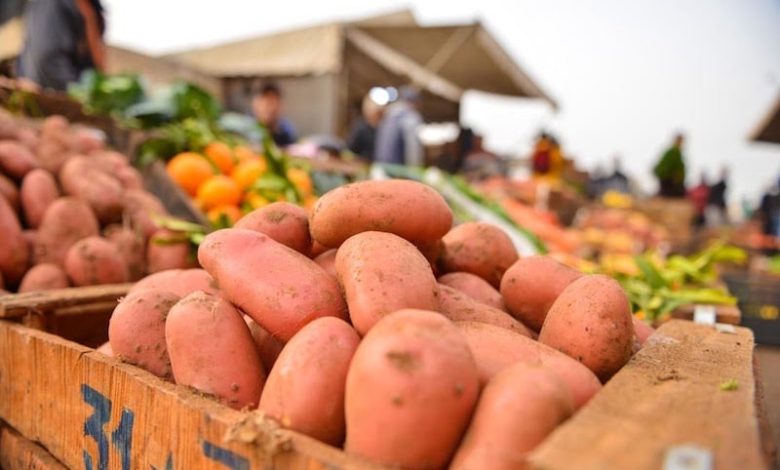 تراجع المساحات المزروعة وجشع الوسطاء يرفعان أسعار البطاطس في المغرب