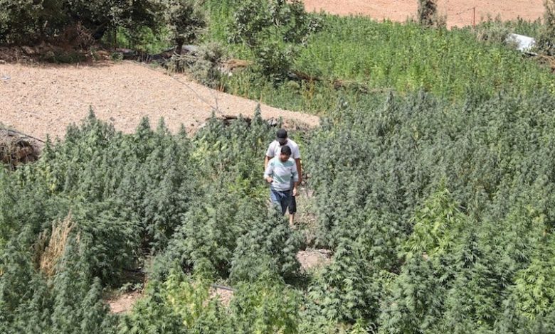 من يملك حق زراعة القنب الهندي؟ .. التقنين يضع فلاحين مغاربة وجهاً لوجه من يملك حق زراعة القنب الهندي؟ .. التقنين يضع فلاحين مغاربة وجهاً لوجه