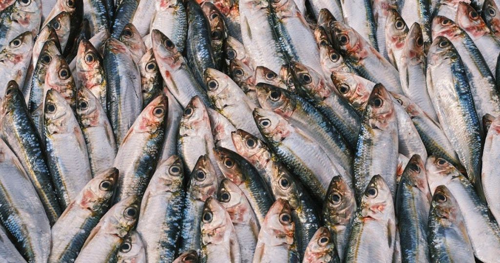 ضبط 26 طنا من السردين غير المطابق للمعايير بميناء العيون