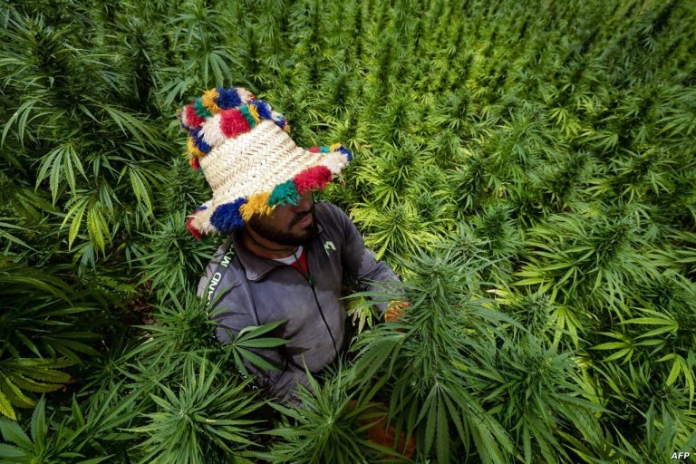 توسع قياسي لزراعة القنب الهندي القانوني في المغرب خلال 2025