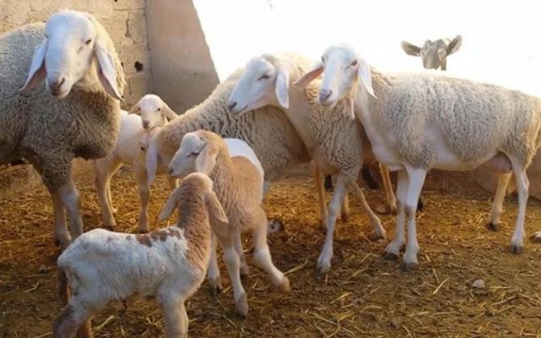 وزارة الفلاحة تسمح بذبح إناث الأغنام والماعز باستثناء الحوامل