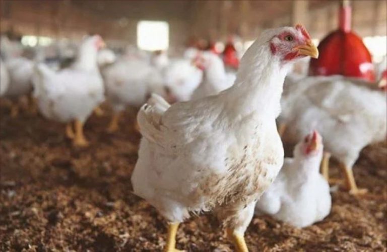 ارتفاع سعر الدجاج يتجاوز 24 درهما للكيلوغرام