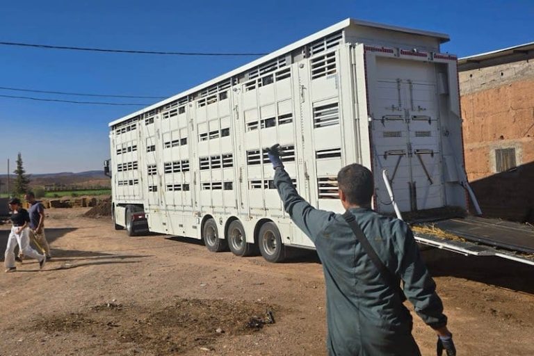 الجمارك تفعل رفع حصة استيراد الأبقار