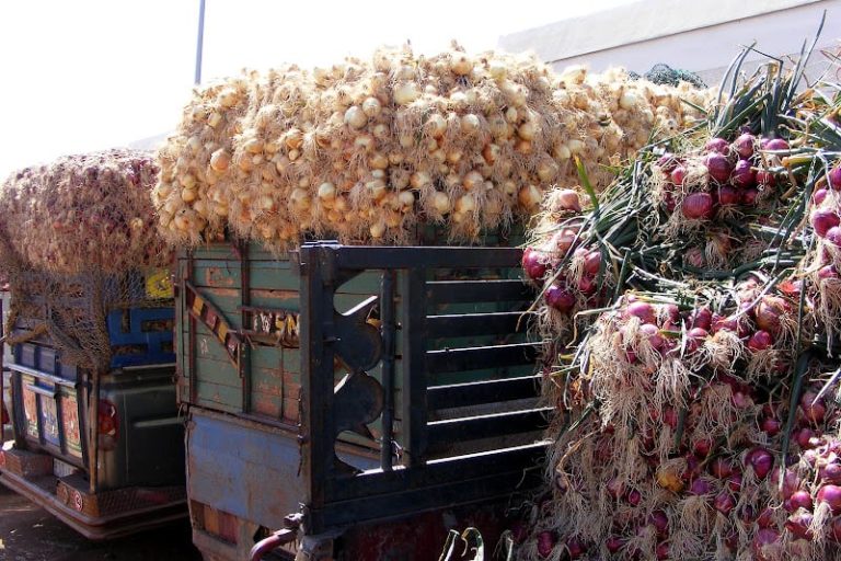 قفزة غير مسبوقة.. صادرات المغرب من البصل الطازج تَقتحم أسواق جديدة